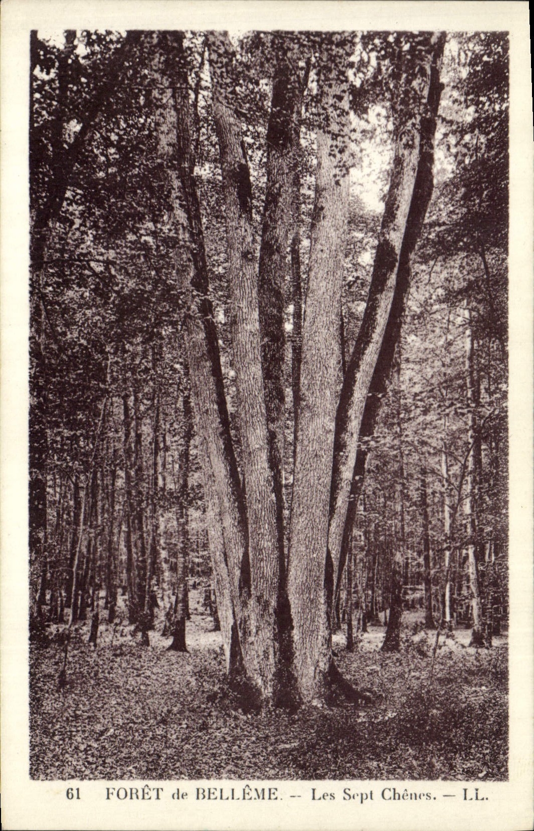 CPA Arbre Foret de Belleme Les sept chenes