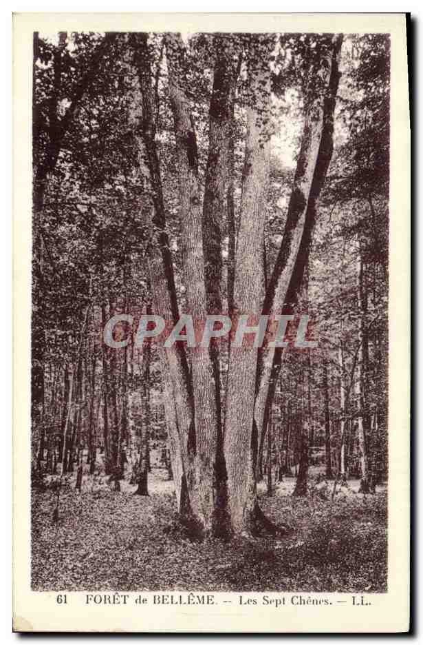 CPA Arbre Foret de Belleme Le sept chenes