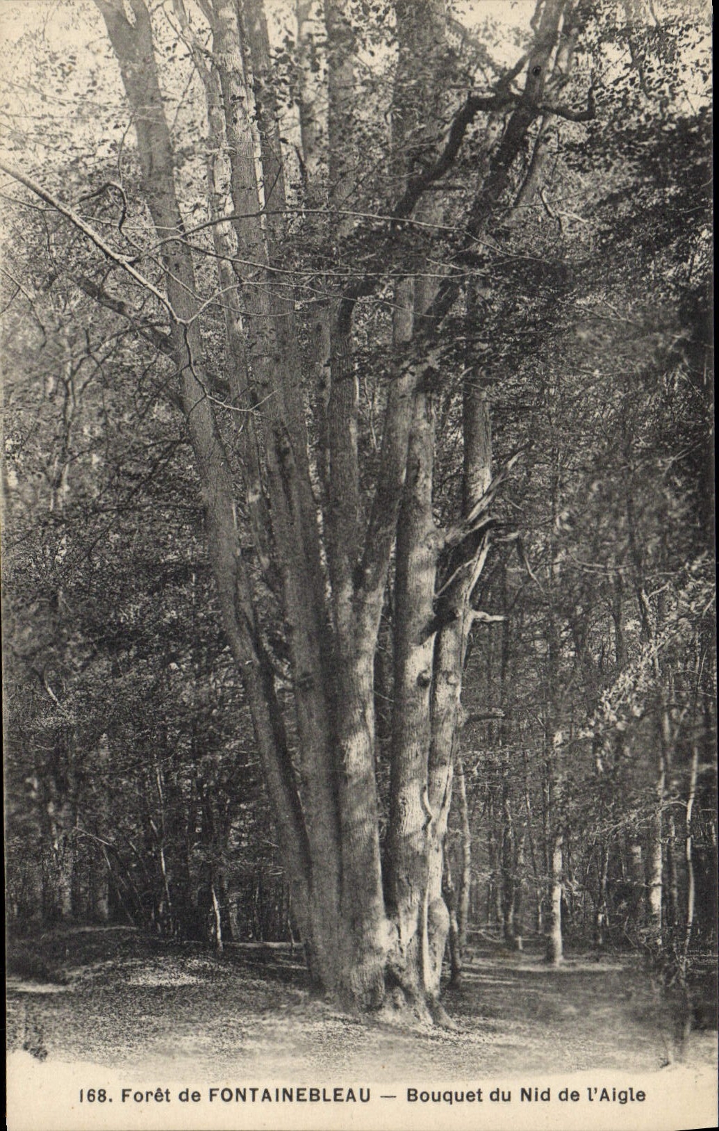 CPA Arbre Foret de Fontainebleau Bouquet du nid de l'aigle