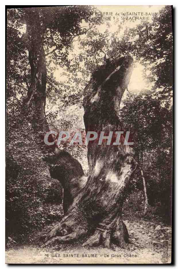 CPA Arbre La Sainte Baume Le gros chene 