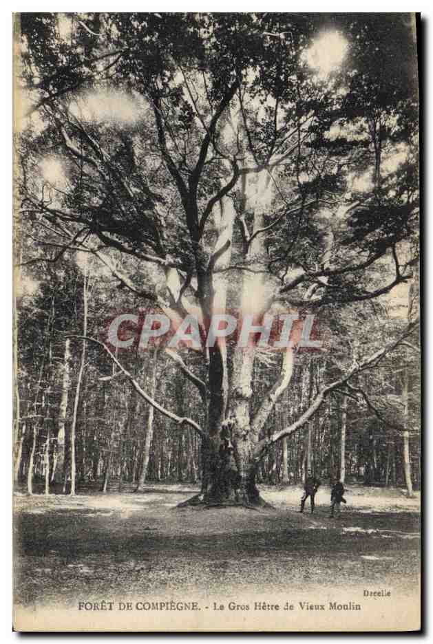 CPA Arbre Foret de Compiegne Le gros hetre de Vieux moulin