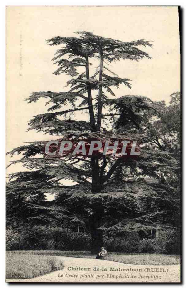 CPA Arbre Chateau de la Malmaison Rueil Le chene plante par l'imperatrice 