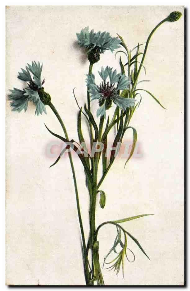 CPA Fantaisie Fleurs 