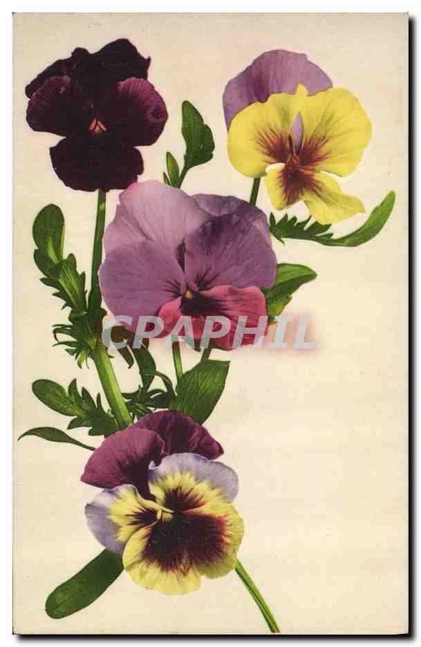 CPA Fantaisie Fleurs 