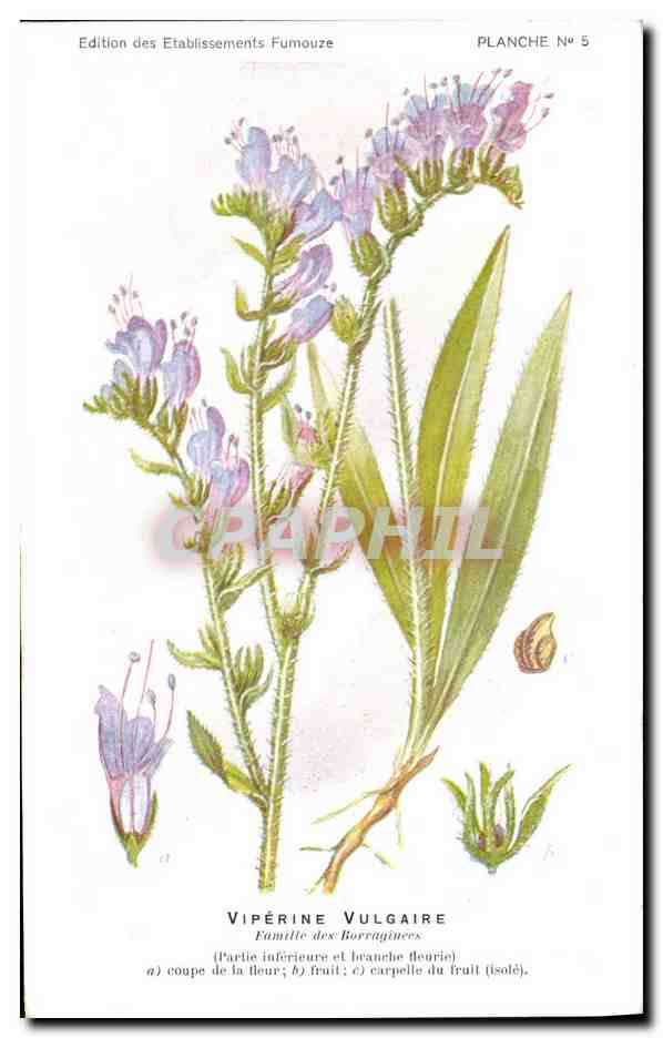 Vipérine vulgaire — Pl. 5 — Édition des Etablissements Fumouze