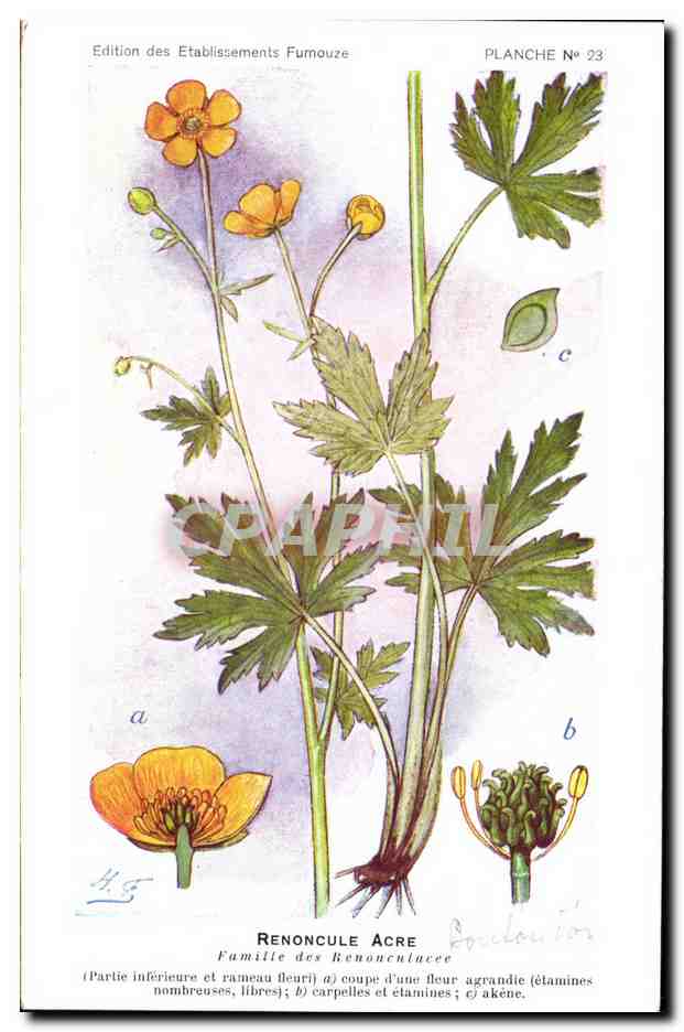 Renoncule Acre — PLANCHE N° 23 — Edición de los Etablissements Furnouze