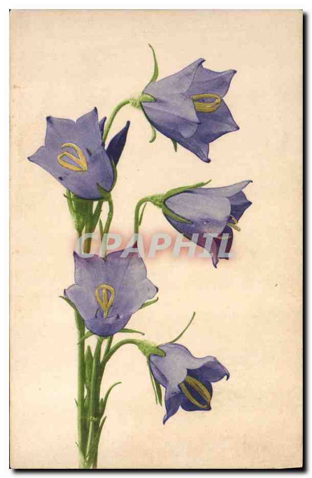 CPA Fantaisie Fleurs 