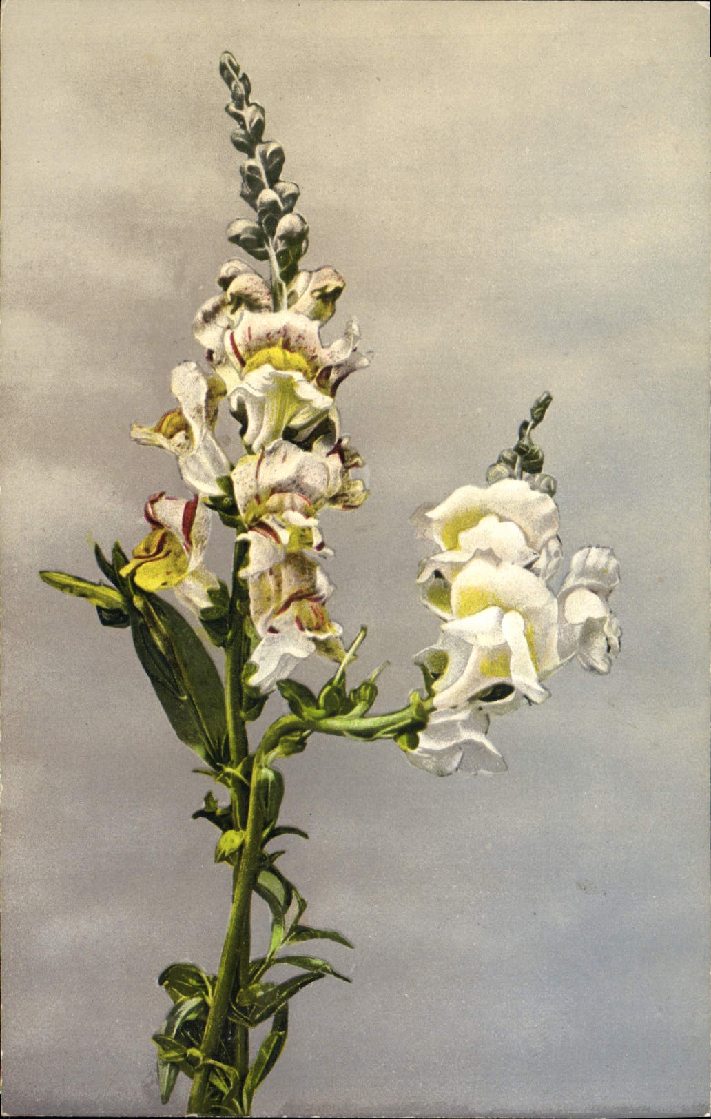 CPA Fantaisie Fleurs 