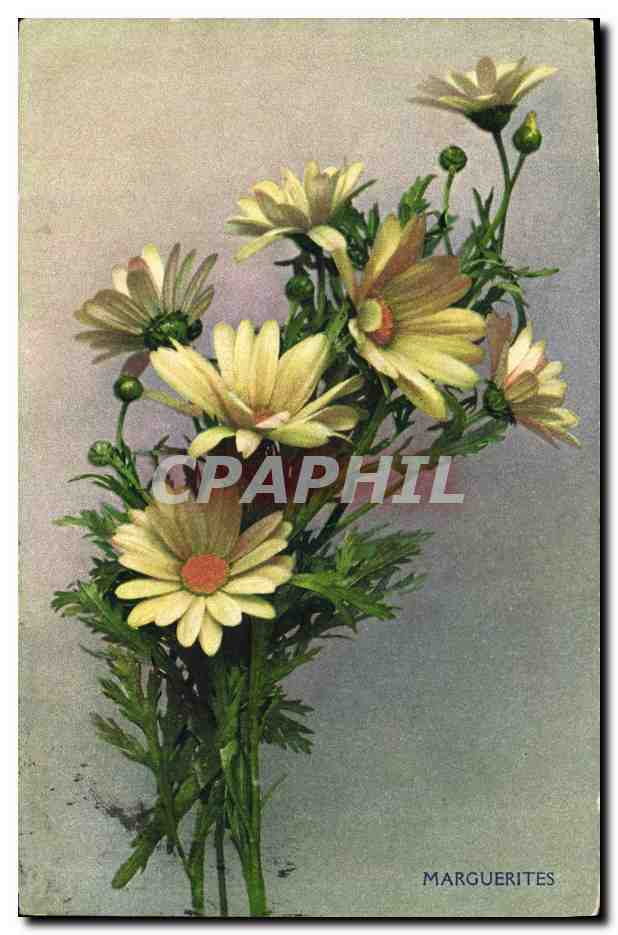 CPA Fantaisie Fleurs Marguerites