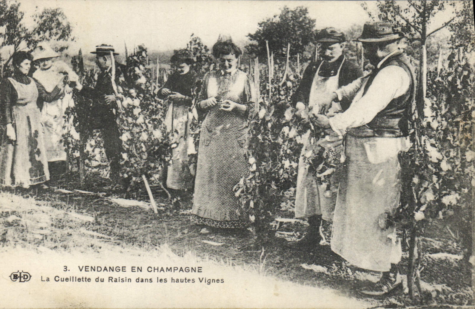 Weinlese in Champagne — Die Ernte der Trauben in den hohen Weinbergen — B.D. Nr. 3