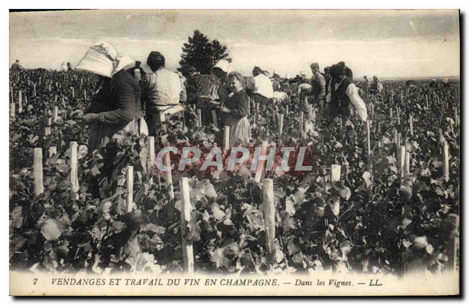 CPA Folklore Vigne Vendanges Champagne Dans les vignes TOP 