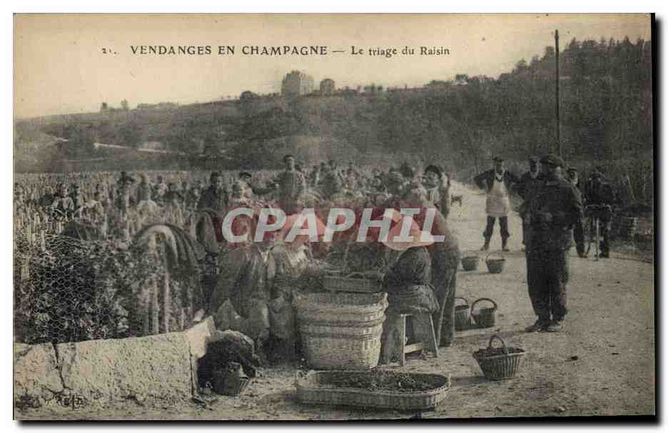CPA Folklore Vigne Vendanges Champagne Le triage du raisin TOP