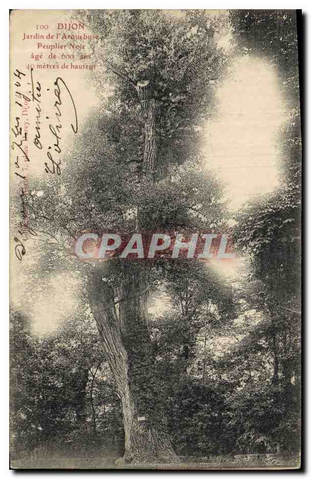 CPA Arbre Dijon Jardin de l'arquebus Peuplier Noir 
