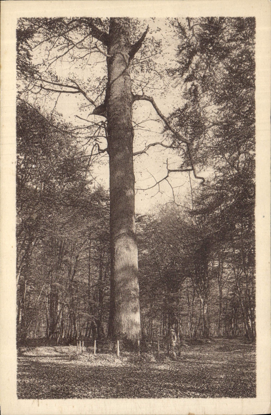 CPA Arbre Foret de Fontainebleau Le Jupiter 