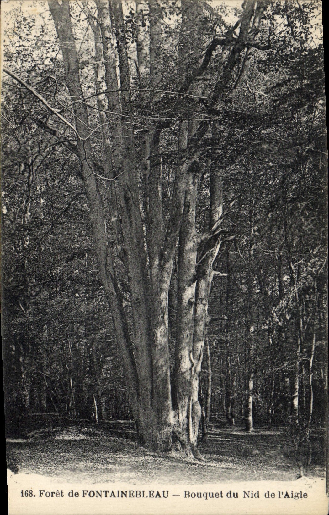 CPA Arbre Foret de Fontainebleau Bouquet du Nid de l'aigle