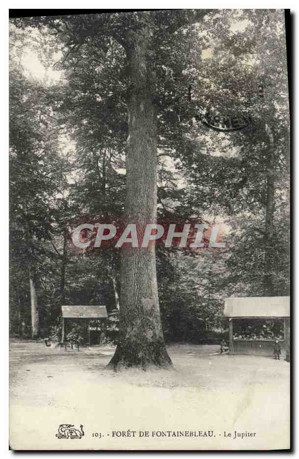 CPA Arbre Foret de Fontainebleau Le Jupiter