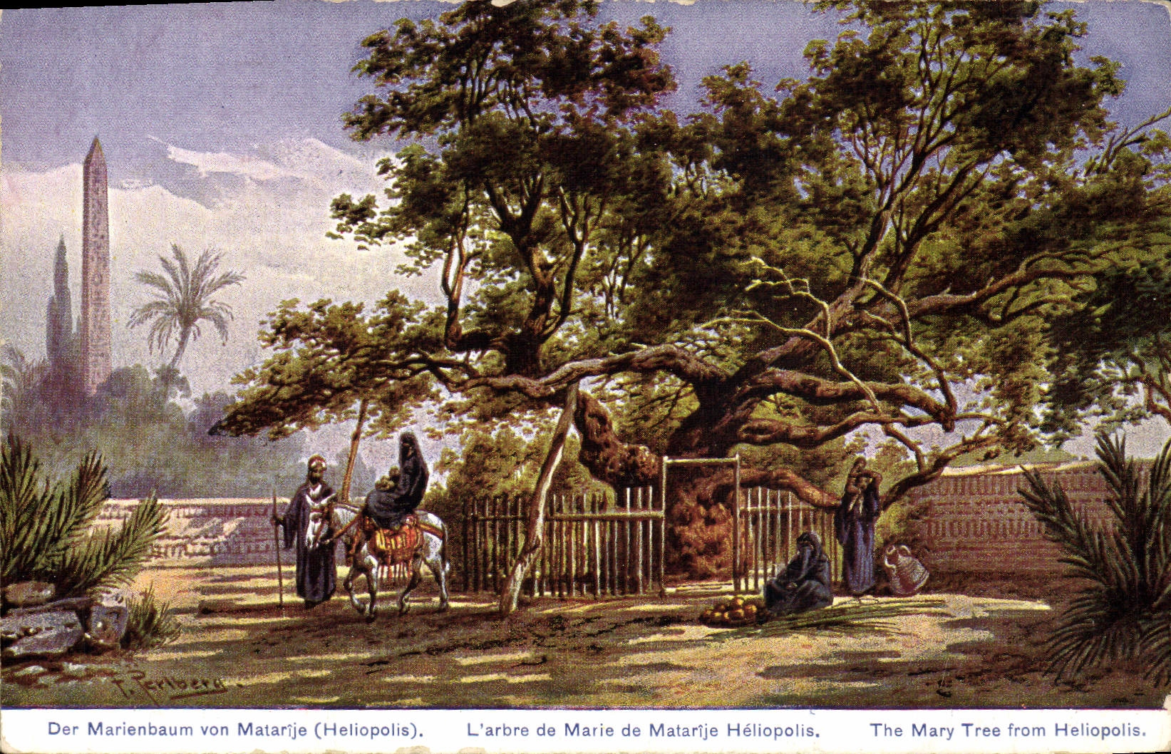 CPA Arbre L'arbre de Marie de Matarije Heliopolis