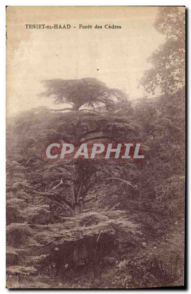 CPA Arbre Teniet el Haad Foret de cedres
