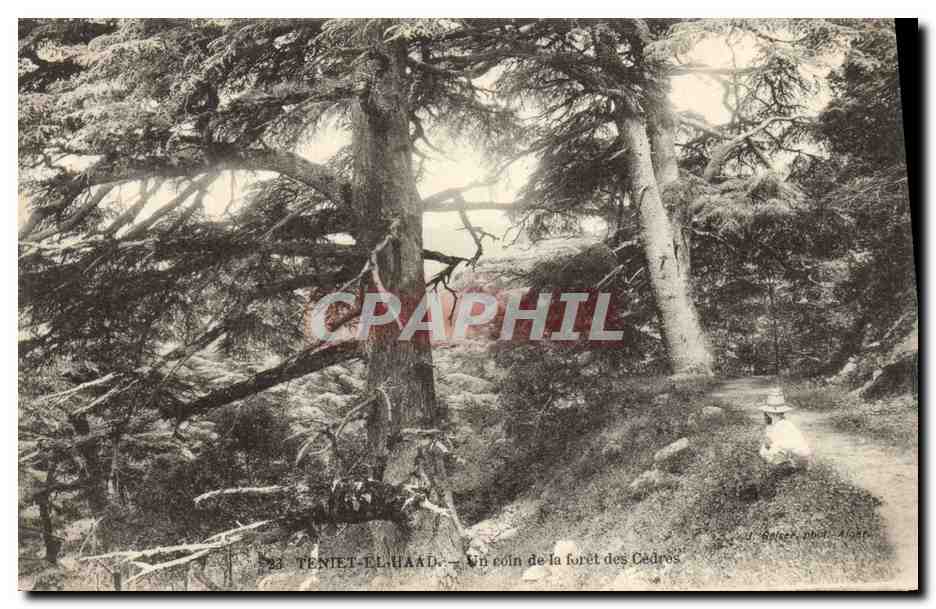 CPA Arbre Teniet el Haad Un coin de la foret des cedres