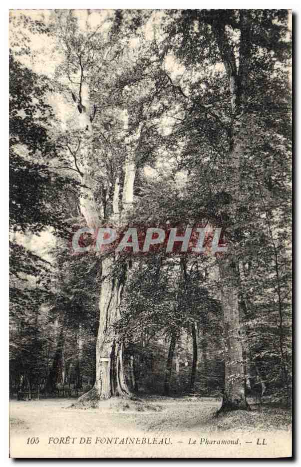 CPA Arbre Foret de Fontainebleau Le Pharamond
