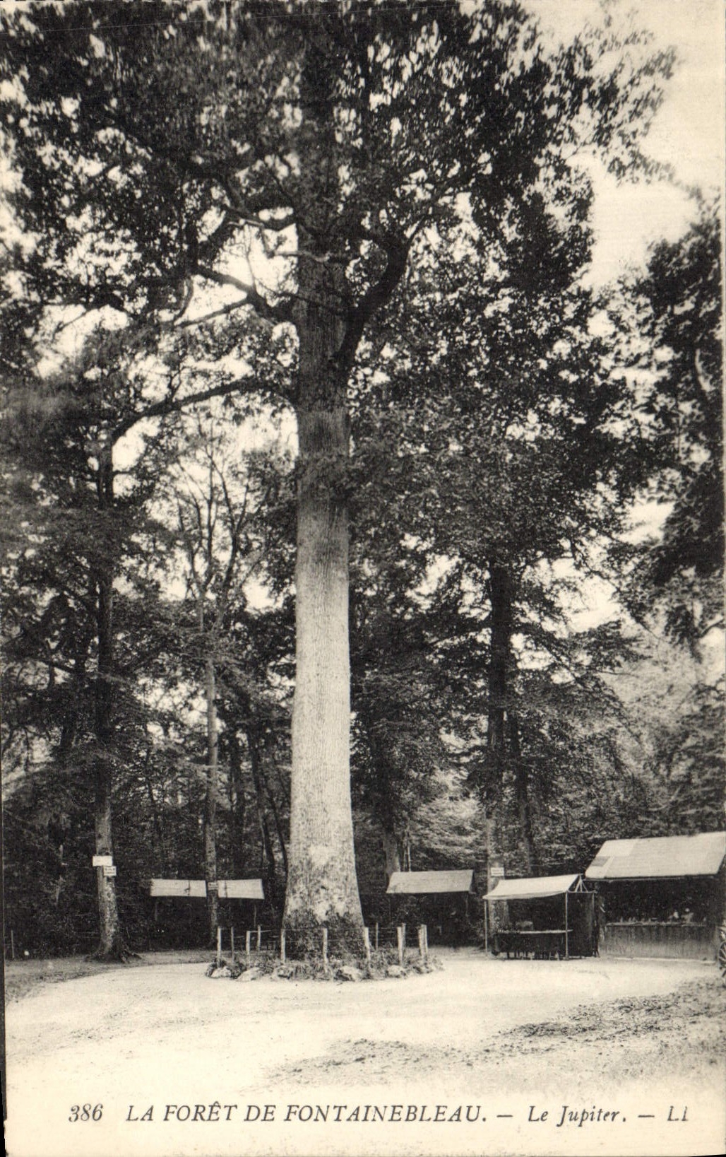 CPA Arbre Foret de Fontainebleau Le Jupîter