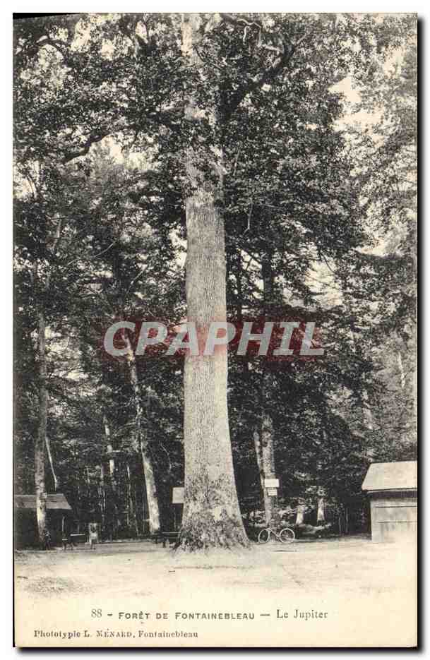 CPA Arbre Foret de Fontainebleau Le Jupiter