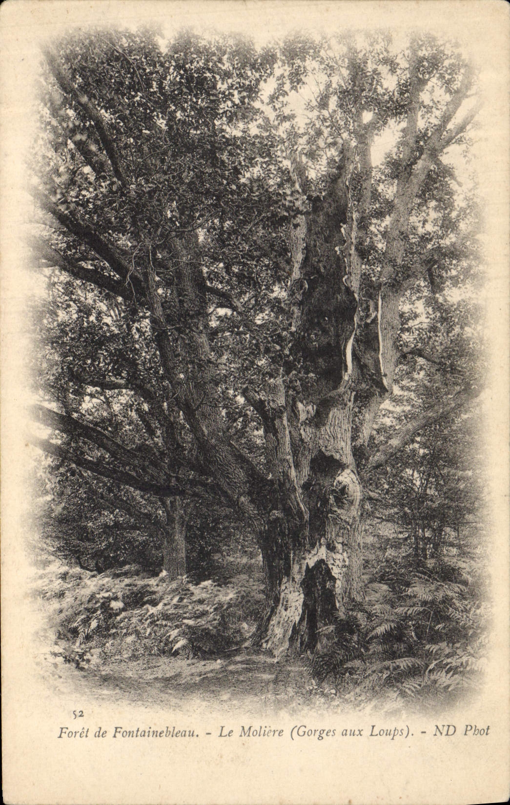 CPA Arbre Foret de Fontainebleau Le Moliere Gorges aux Loups