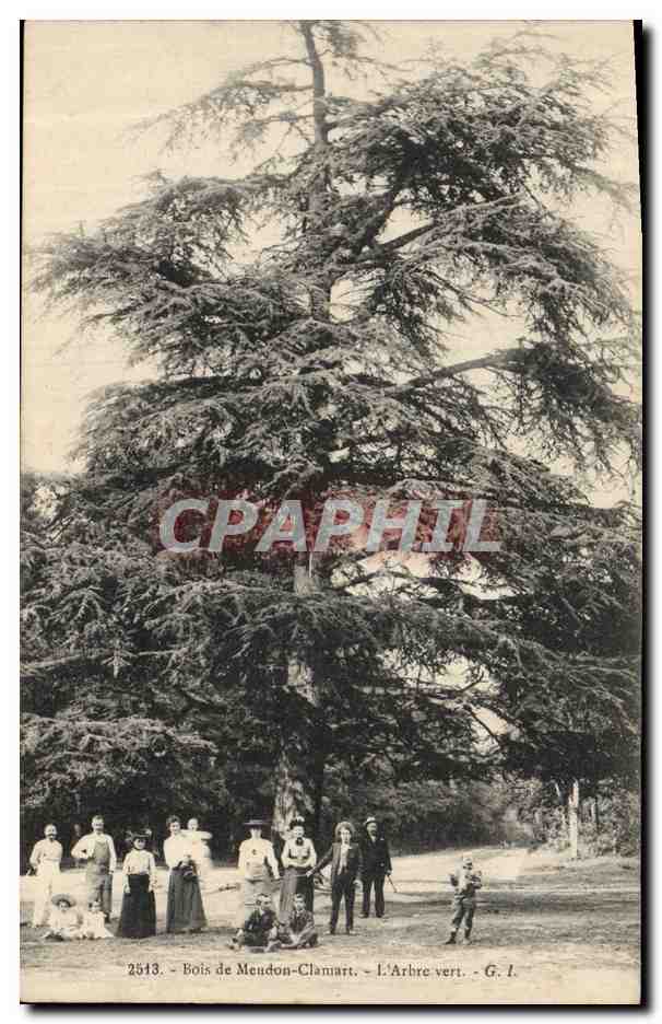 CPA Arbre Bois de Meudon Clamart L'arbre vert