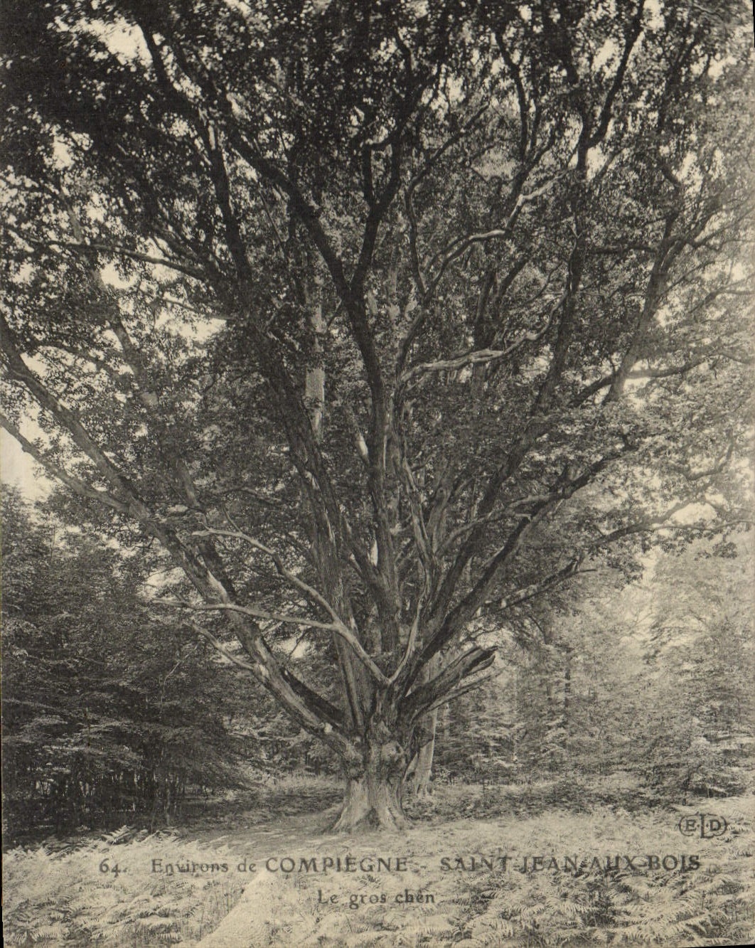 CPA Arbre Environs de Compiegne Saint Jean aux Bois Le gros chene