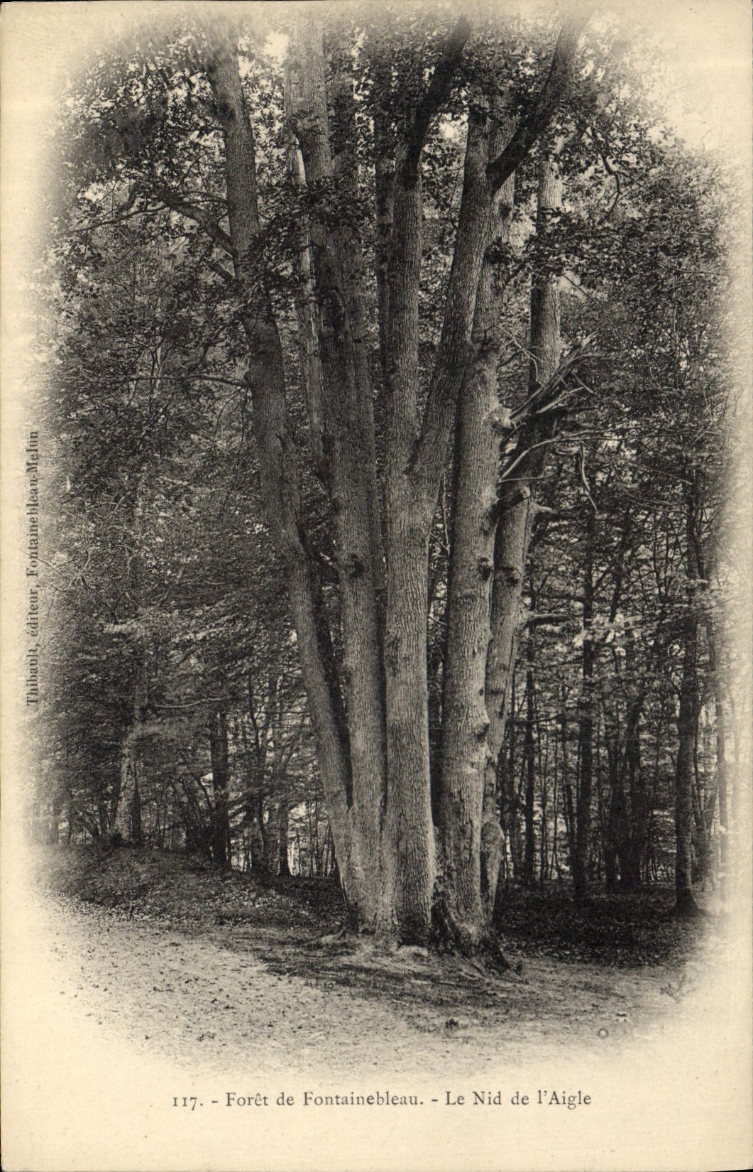 CPA Arbre Foret de Fontainebleau Le nid de l'aigle