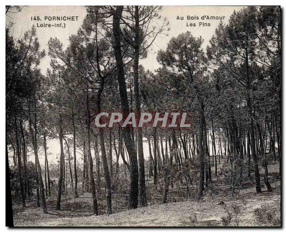 CPA Arbre Pornichet Au bois d'amour Les pins