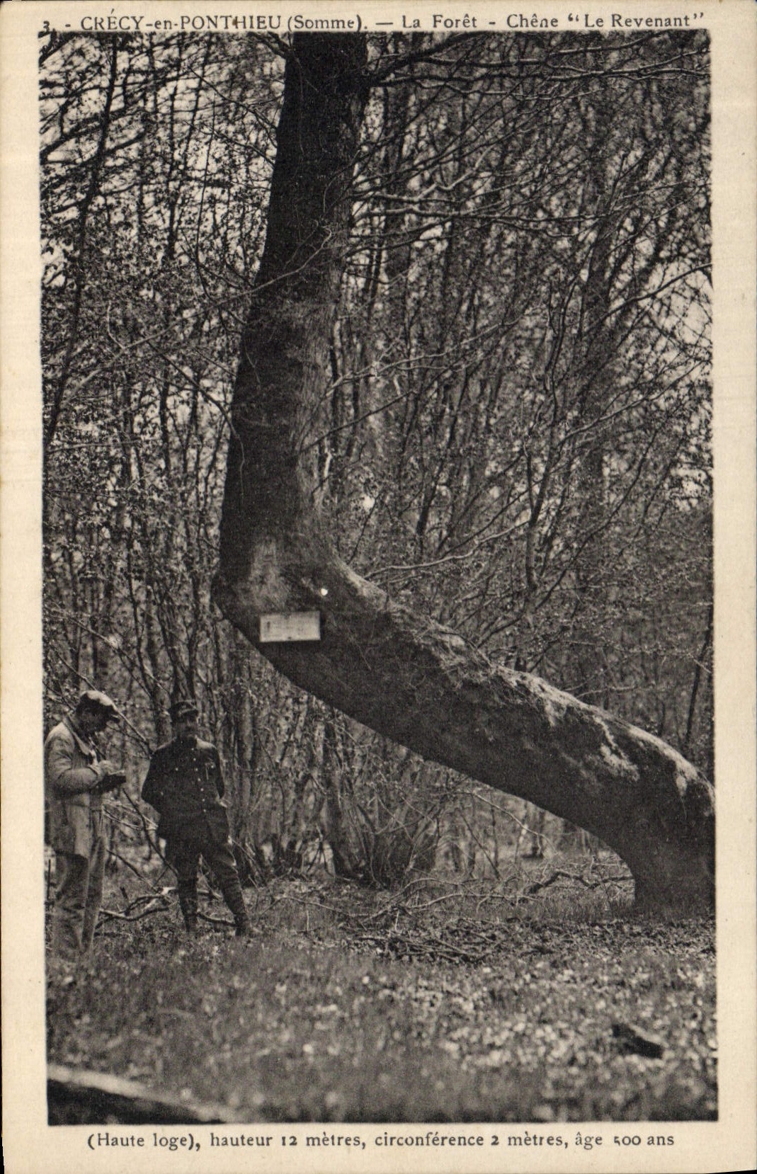CPA Arbre Haute loge Crecy en Ponthieu Somme La foret Chene Le Revenant