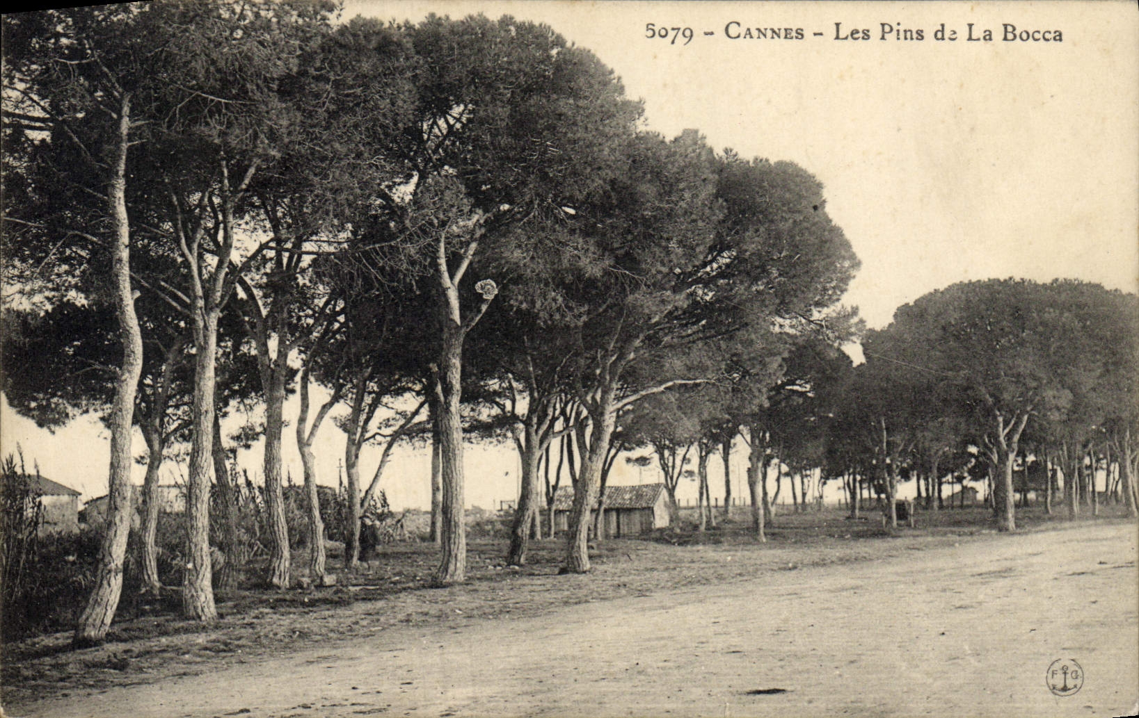 CPA Arbre Cannes Les pins de la Bocca