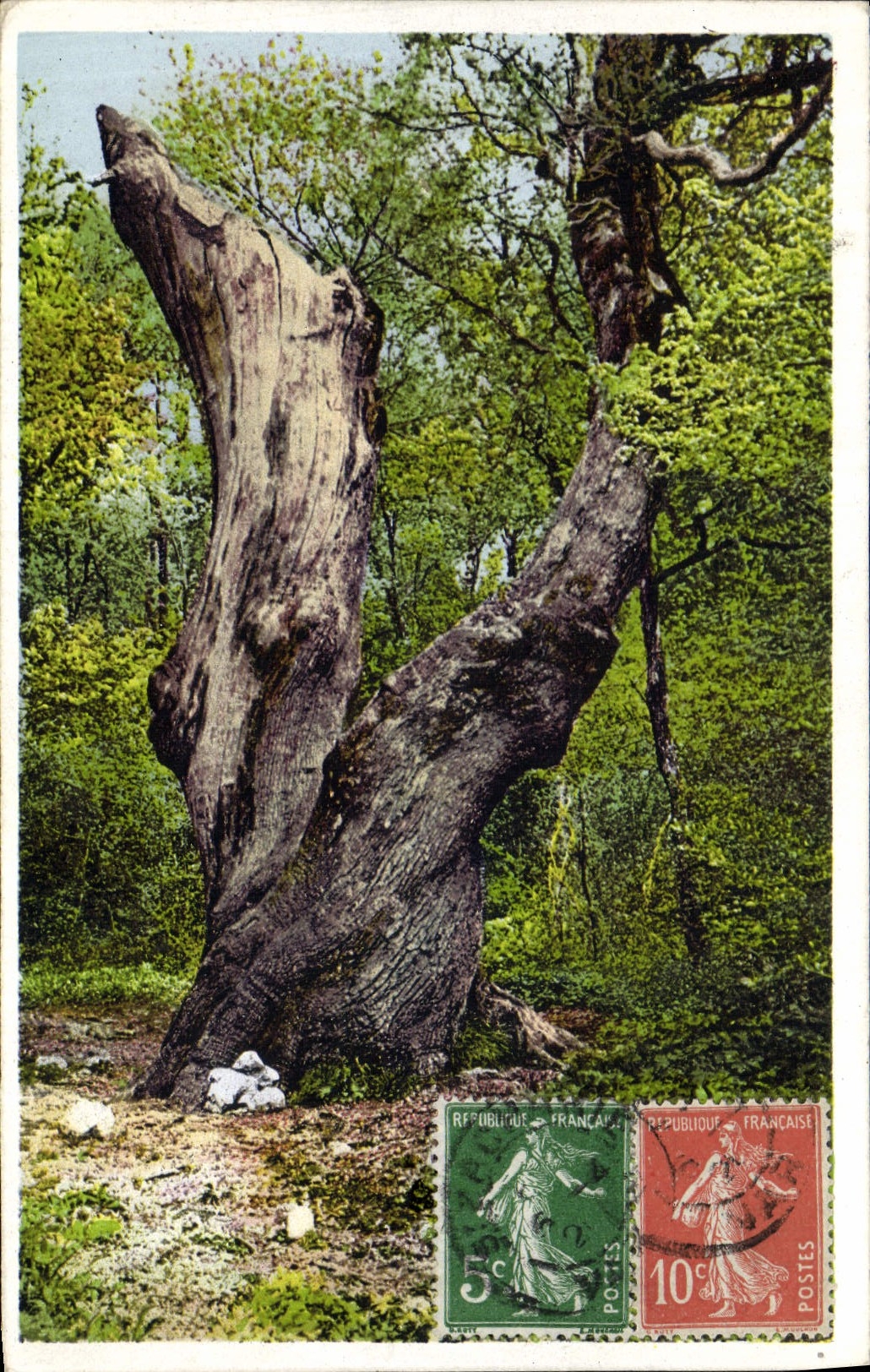 CPA Arbre La Sainte Baume Le grand chene