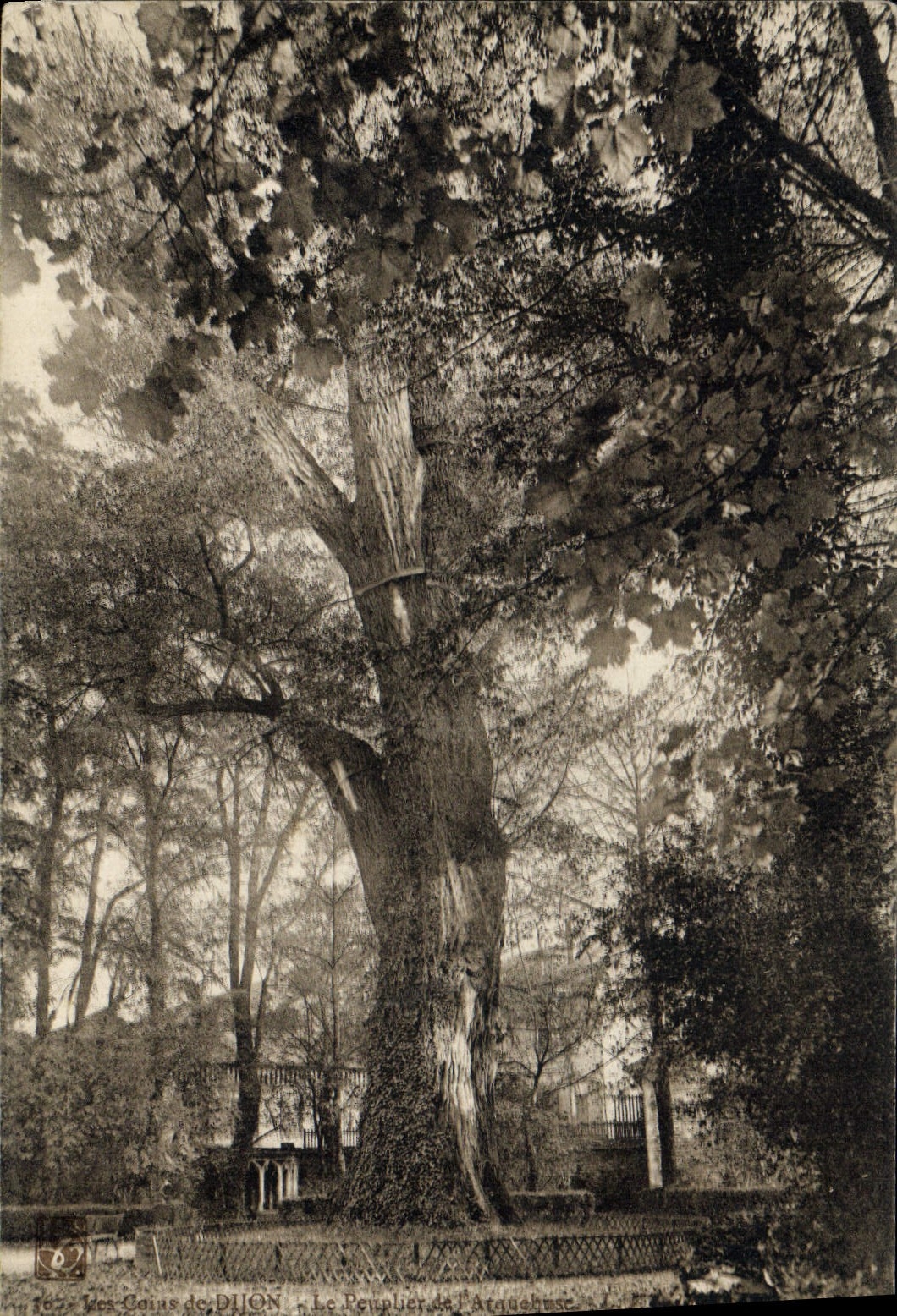 CPA Arbre Les coins de Dijon Le peuplier de l'arquebuse