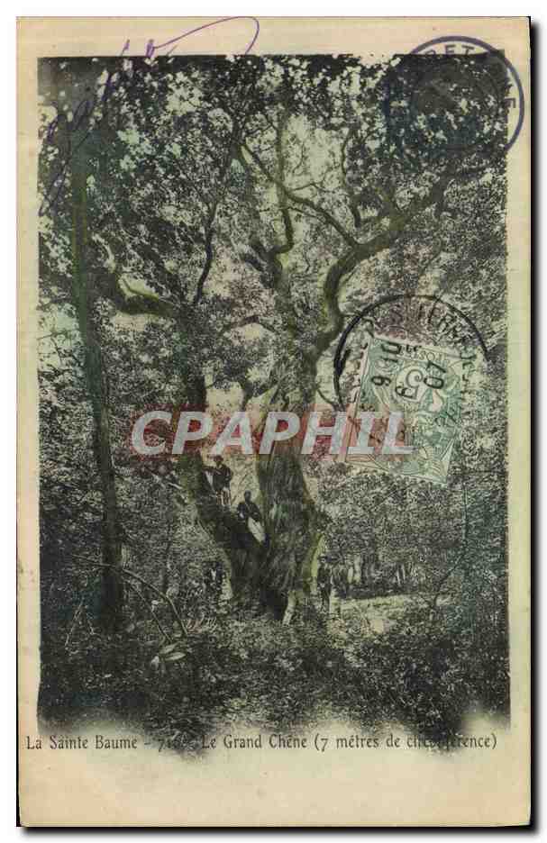 CPA Arbre La Sainte Baume Le grand chene