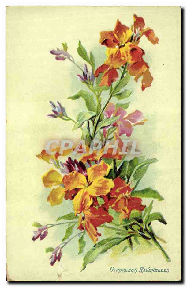 CPA Fantaisie Fleurs Giroflees ravenelles