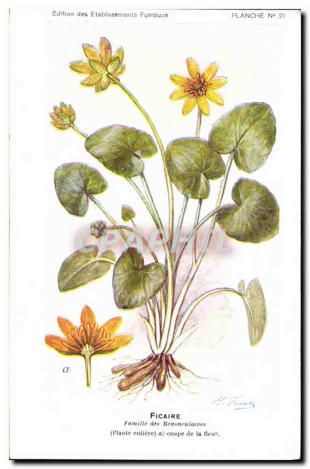 Ficaire — Plante entière et coupe de la fleur — Édition des Etablissements Fumouze, Planche N° 21