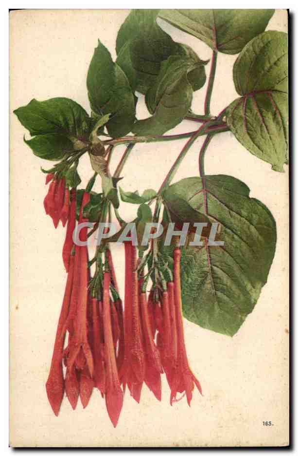 CPA Fantaisie Fleurs 