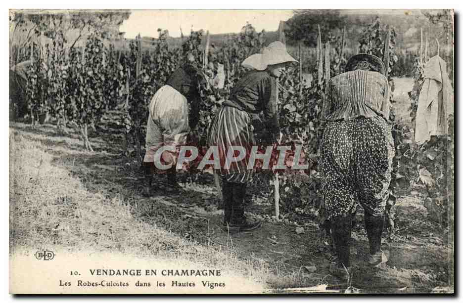 CPA Folklore Vin Vignobles Champagne Vendange en Champagne Les Robes Culottes dans les Hautes Vignes TOP