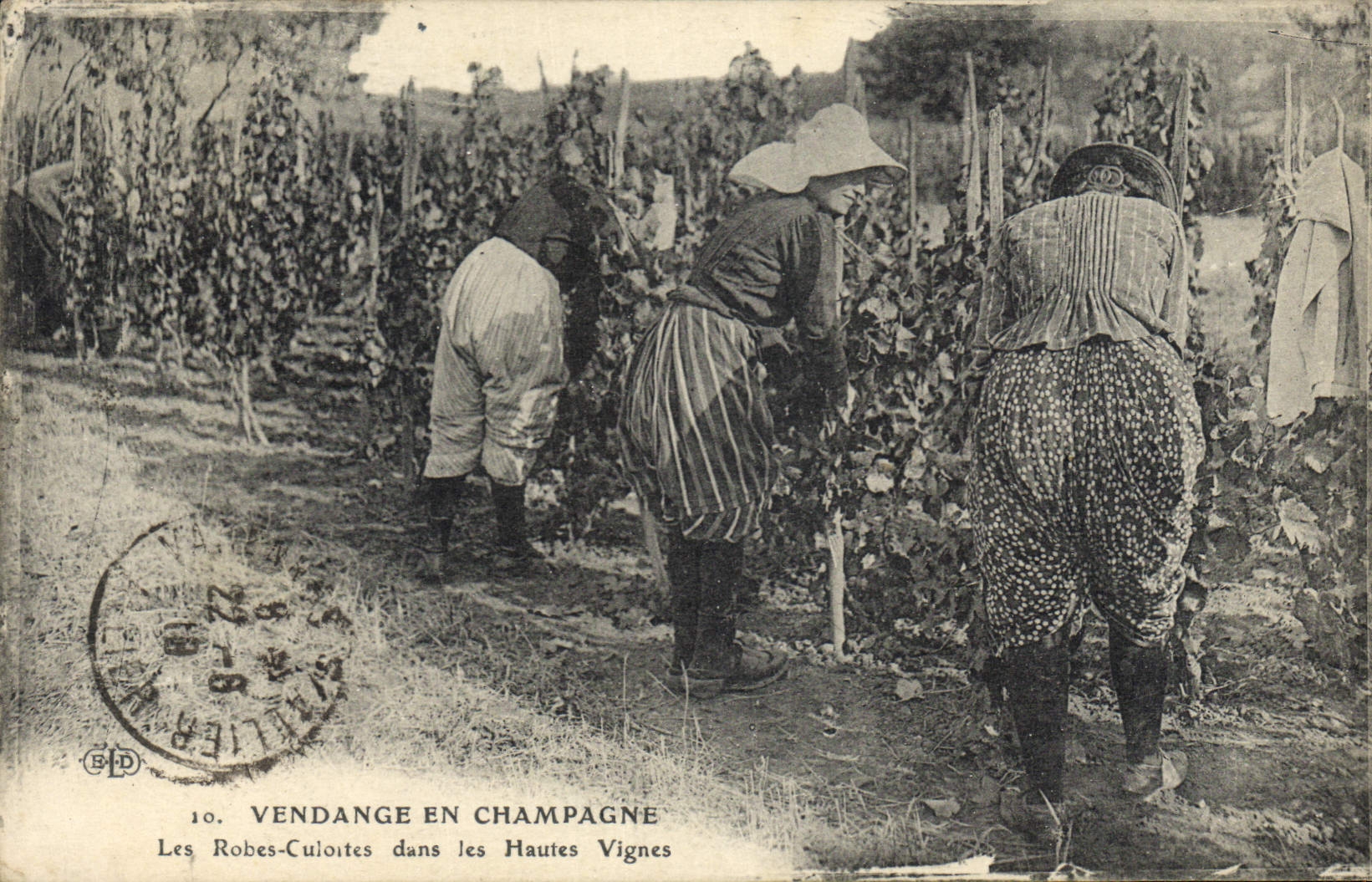 CPA Folklore Vin Vignobles Champagne Vendange en Champagne Les Robes Culottes dans les Hautes Vignes TOP