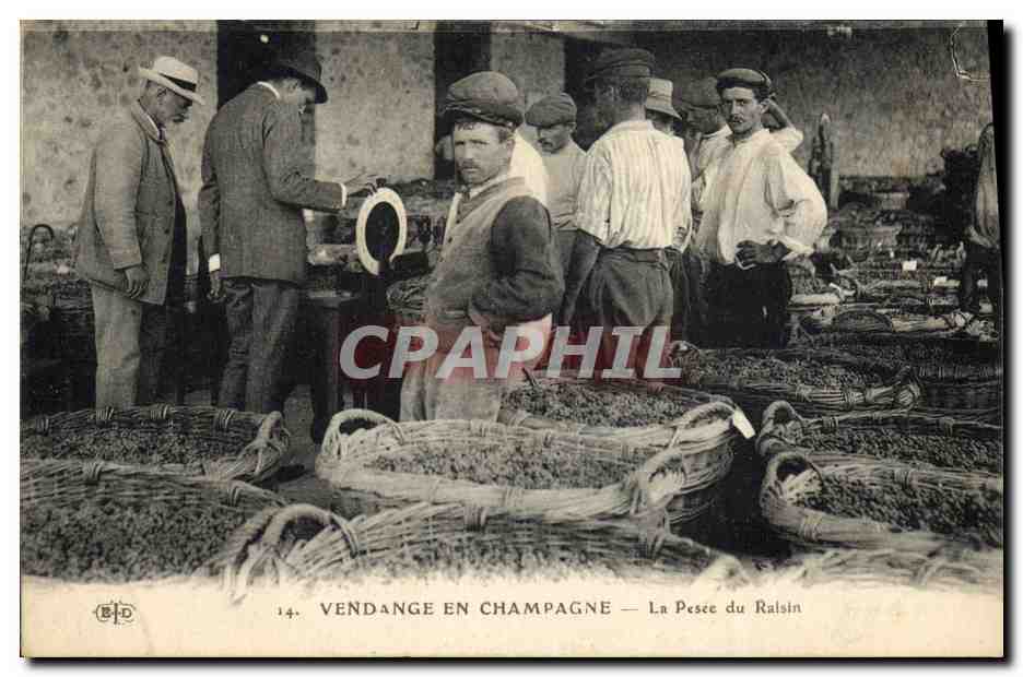 CPA Folklore Vin Vignobles Champagne Vendange La pesee du raisin TOP