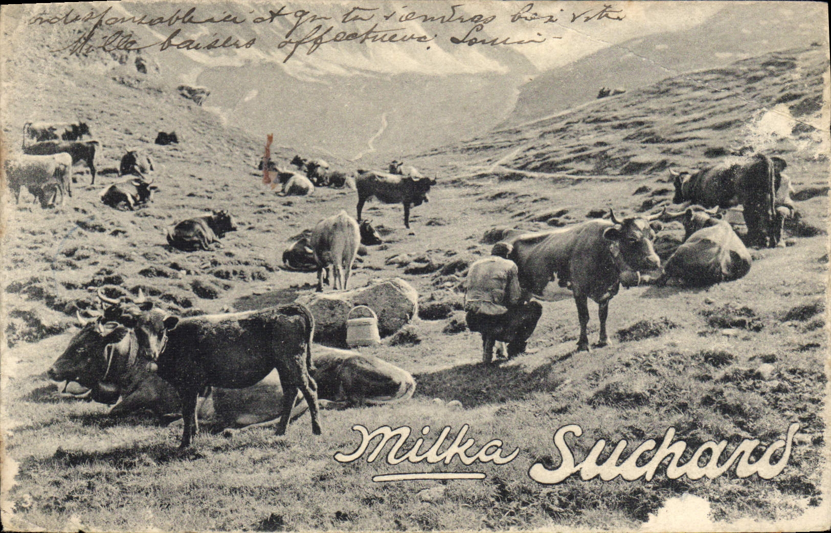 CPA Publicite Chocolat Milka Suchard Vache
