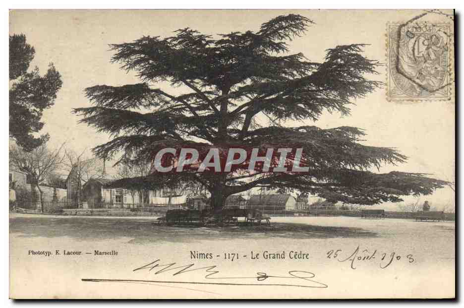Nîmes - Le Grand Cèdre — Phototyp. E. Lacour — Marseille, n° 1171