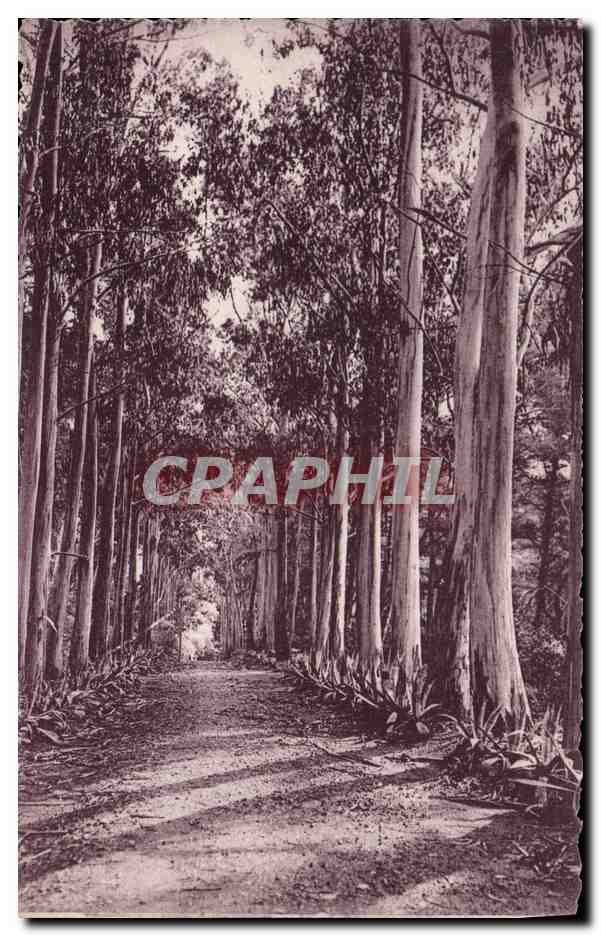 CPA Arbre Allee d'eucalyptus 