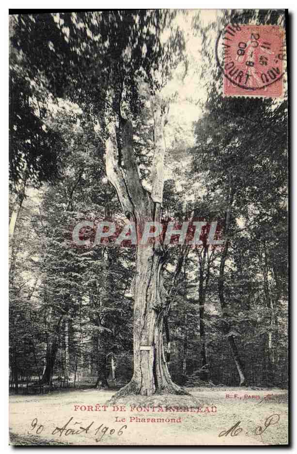 CPA Arbre Foret de Fontainebleau Le Pharamond