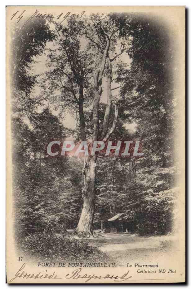 CPA Arbre Foret de Fontainebleau Le Pharamond