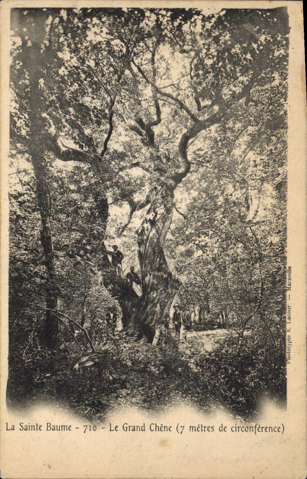 CPA Arbre La Sainte Baume Le grand chene 