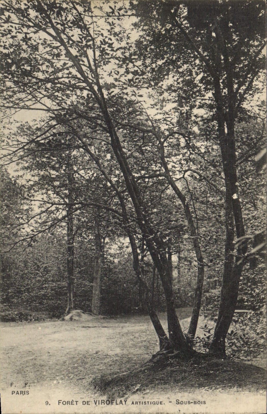 CPA Arbre Foret de Viroflay Sous bois