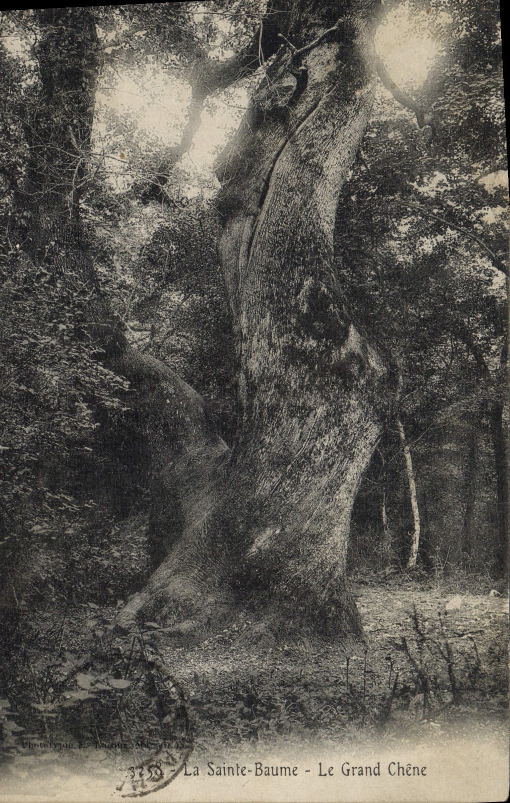 CPA Arbre La Sainte Baume Le grand chene